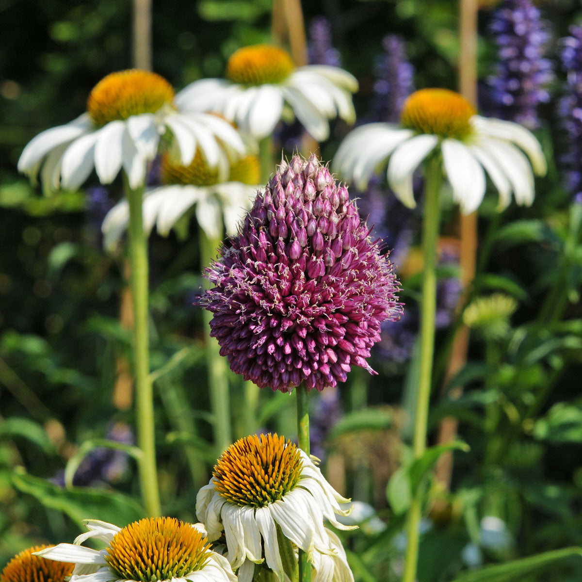 Allium sphaerocephalon