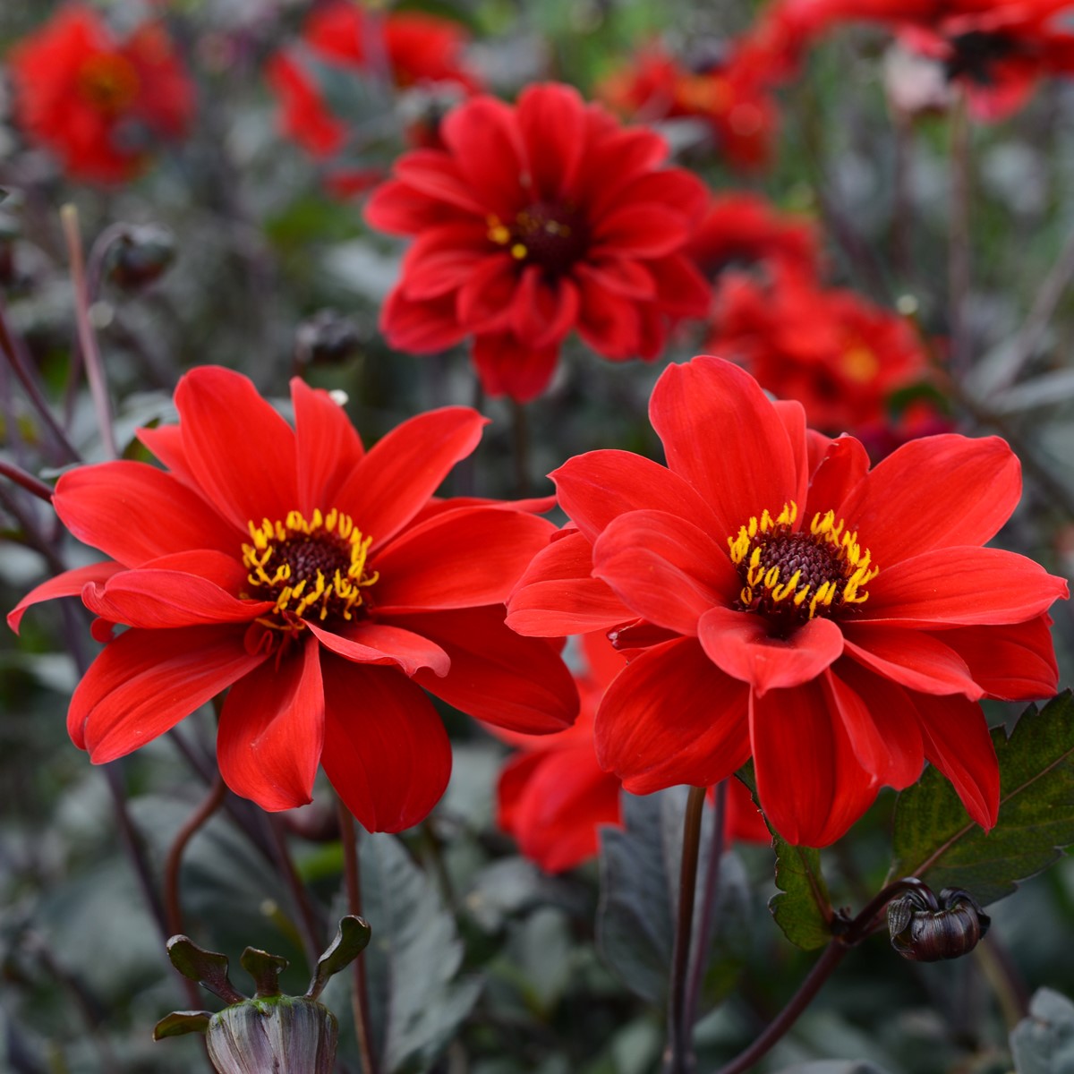 Dahlia Bishop of Llandaff