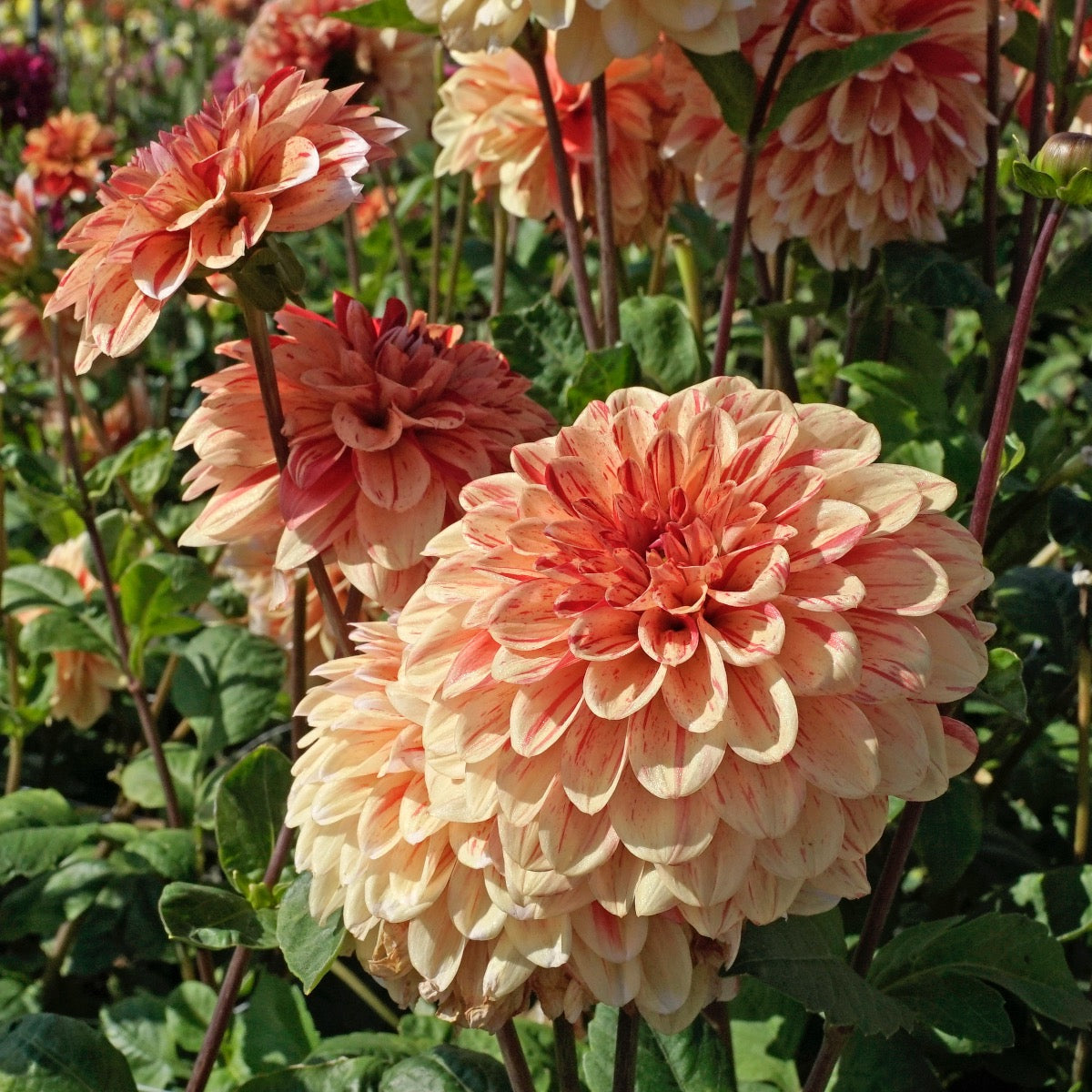 Dahlia Striped Nagano