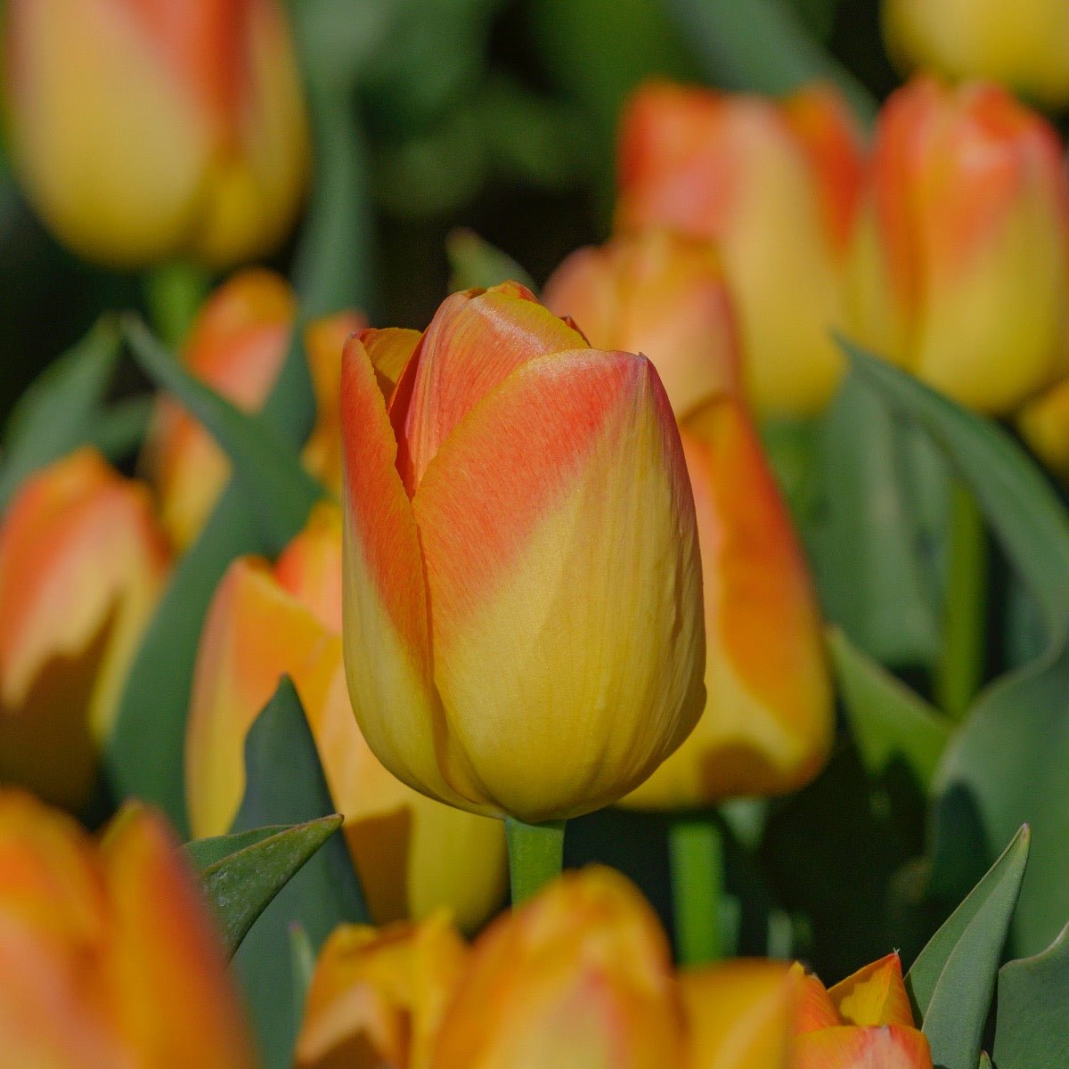 Chongming Love - Tulips - Fluwel