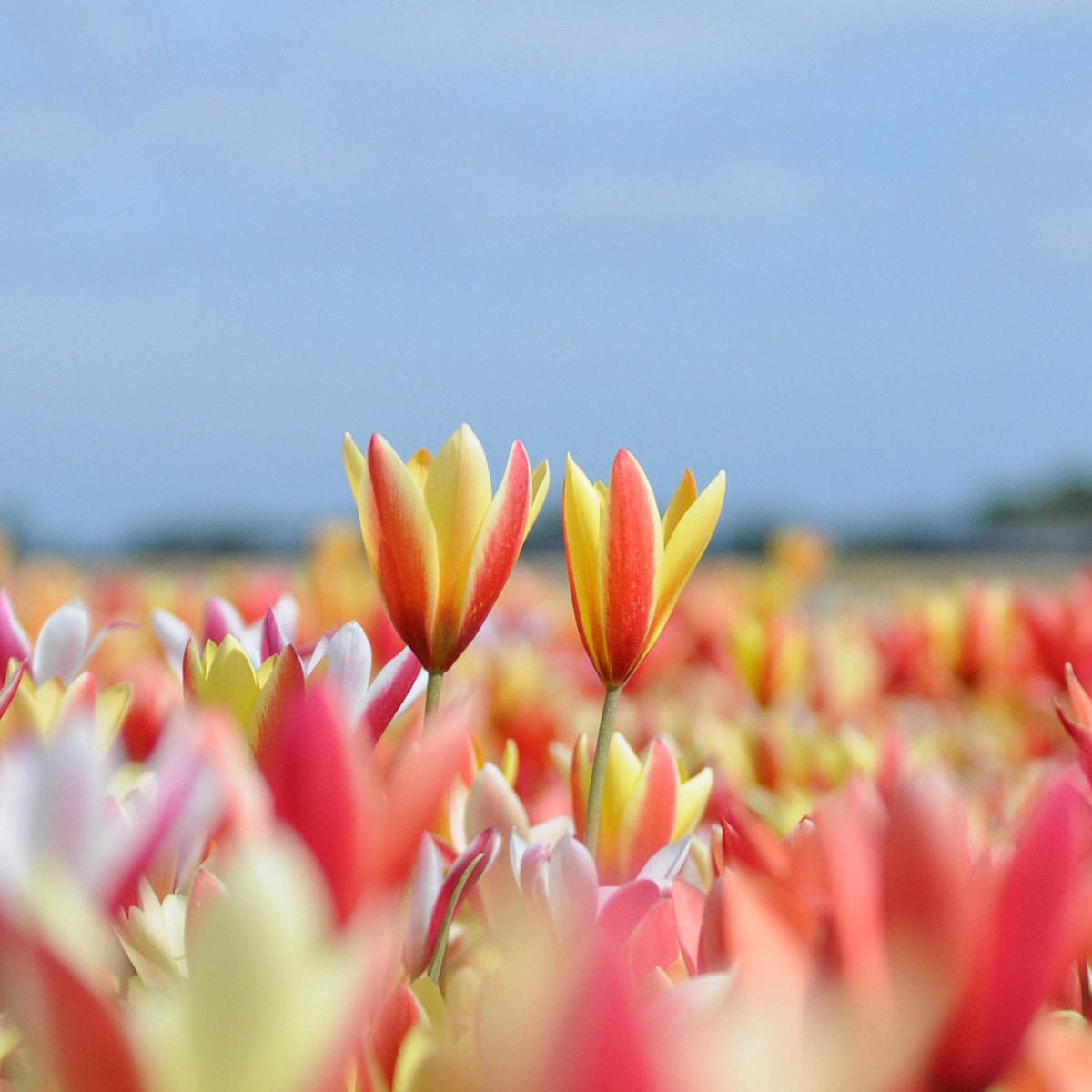 clusiana mixture - Mixes - Fluwel