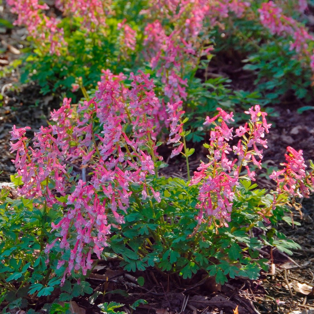 Corydalis solida Beth Evans - Spring specialty bulbs - Fluwel