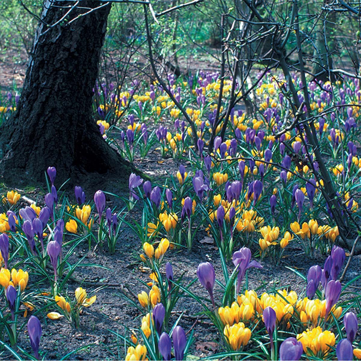 Crocreation™ - Mixes - Fluwel