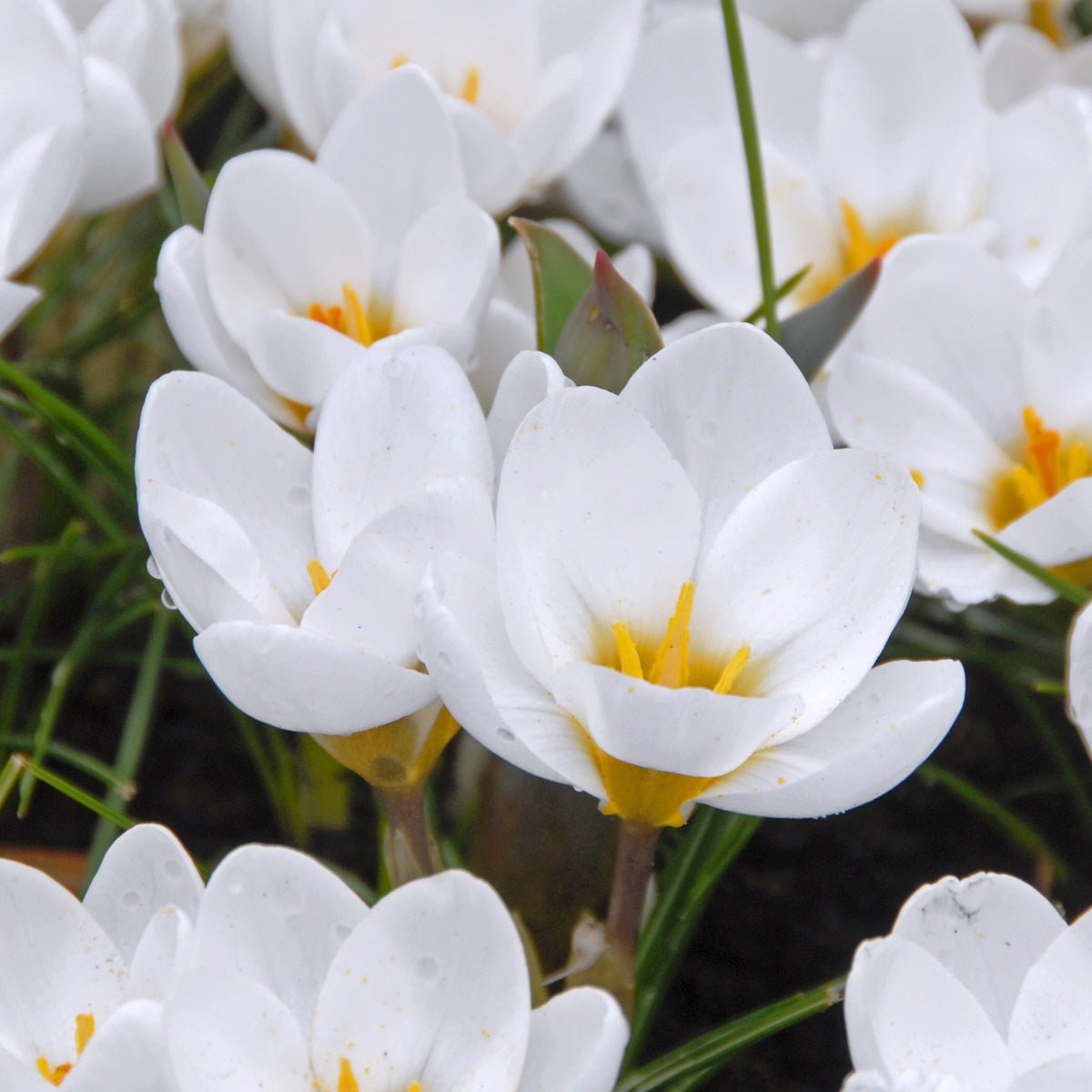 Crocus chrysanthus Ard Schenk - Crocuses - Fluwel