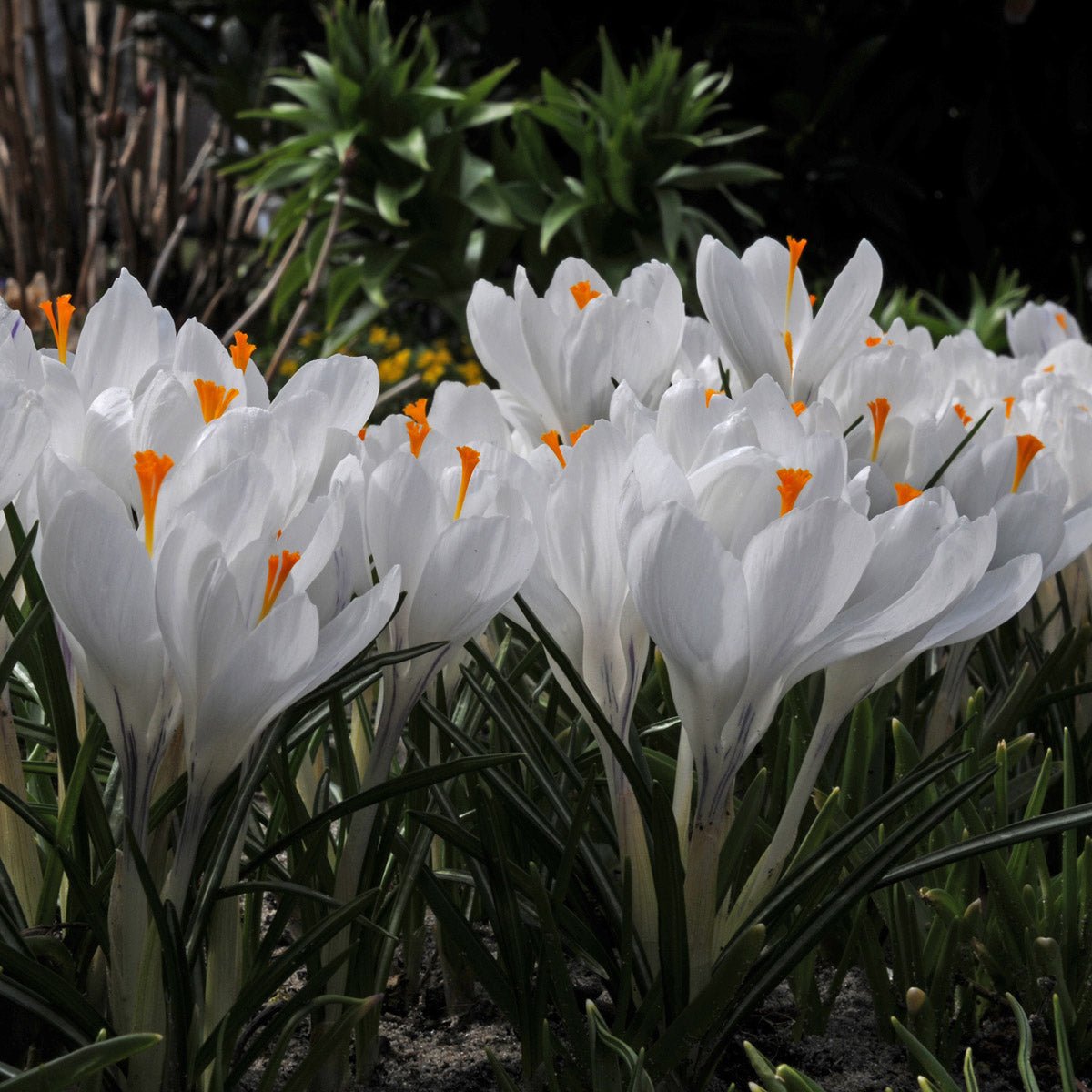 Crocus vernus Jeanne d'Arc - Crocuses - Fluwel