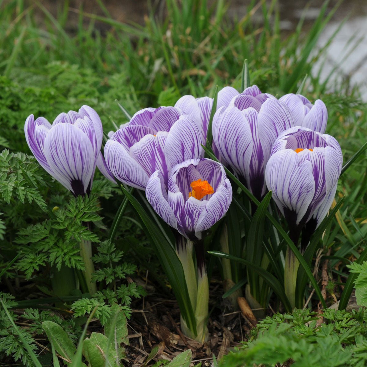 Crocus vernus Pickwick - Crocuses - Fluwel