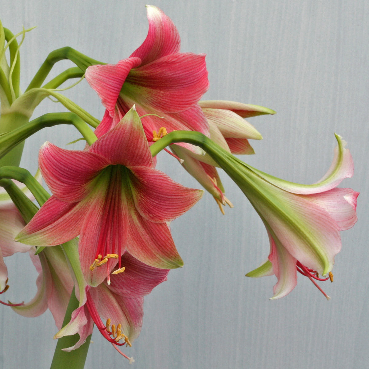 Amaryllis Misty