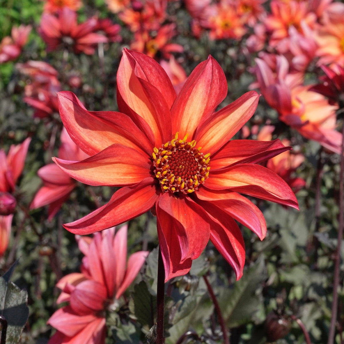 Dahlia Waltzing Mathilda