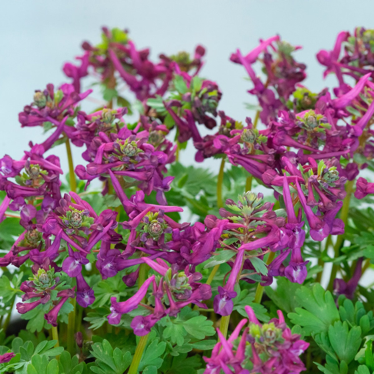 Corydalis solida Purple Bird