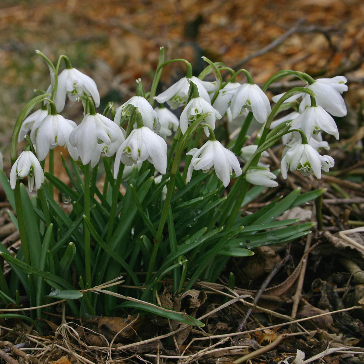 Galanthus nivalis Flore Pleno