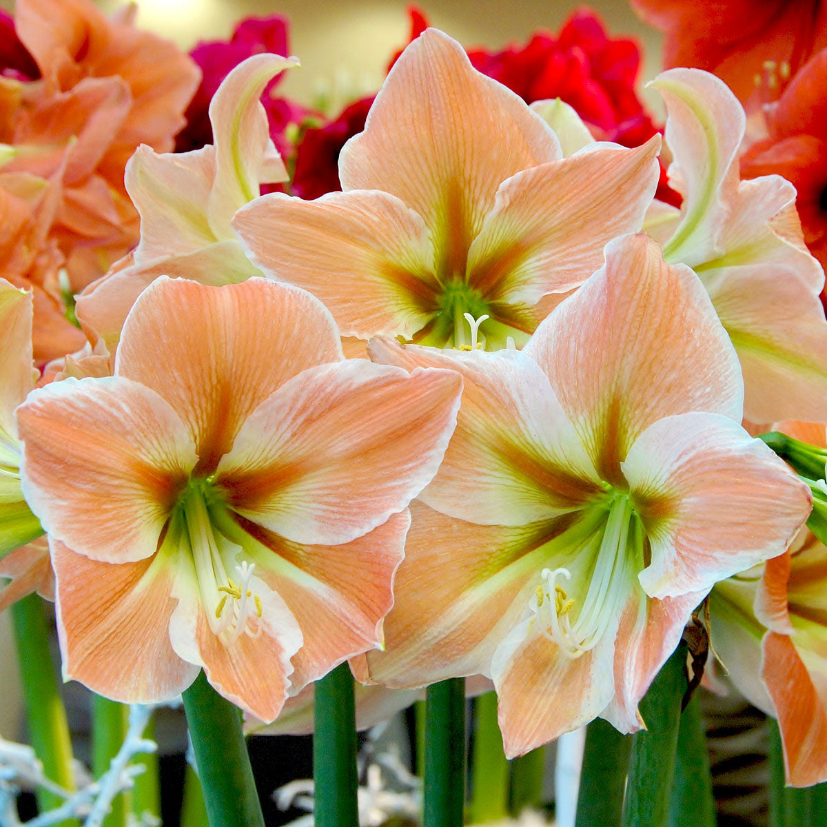 Amaryllis Apricot Parfait