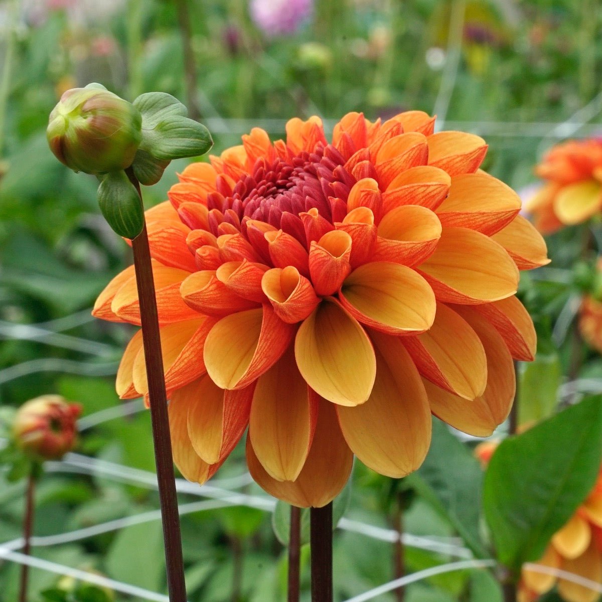 Dahlia American Sunset - meerkleurige dahlia - Fluwel