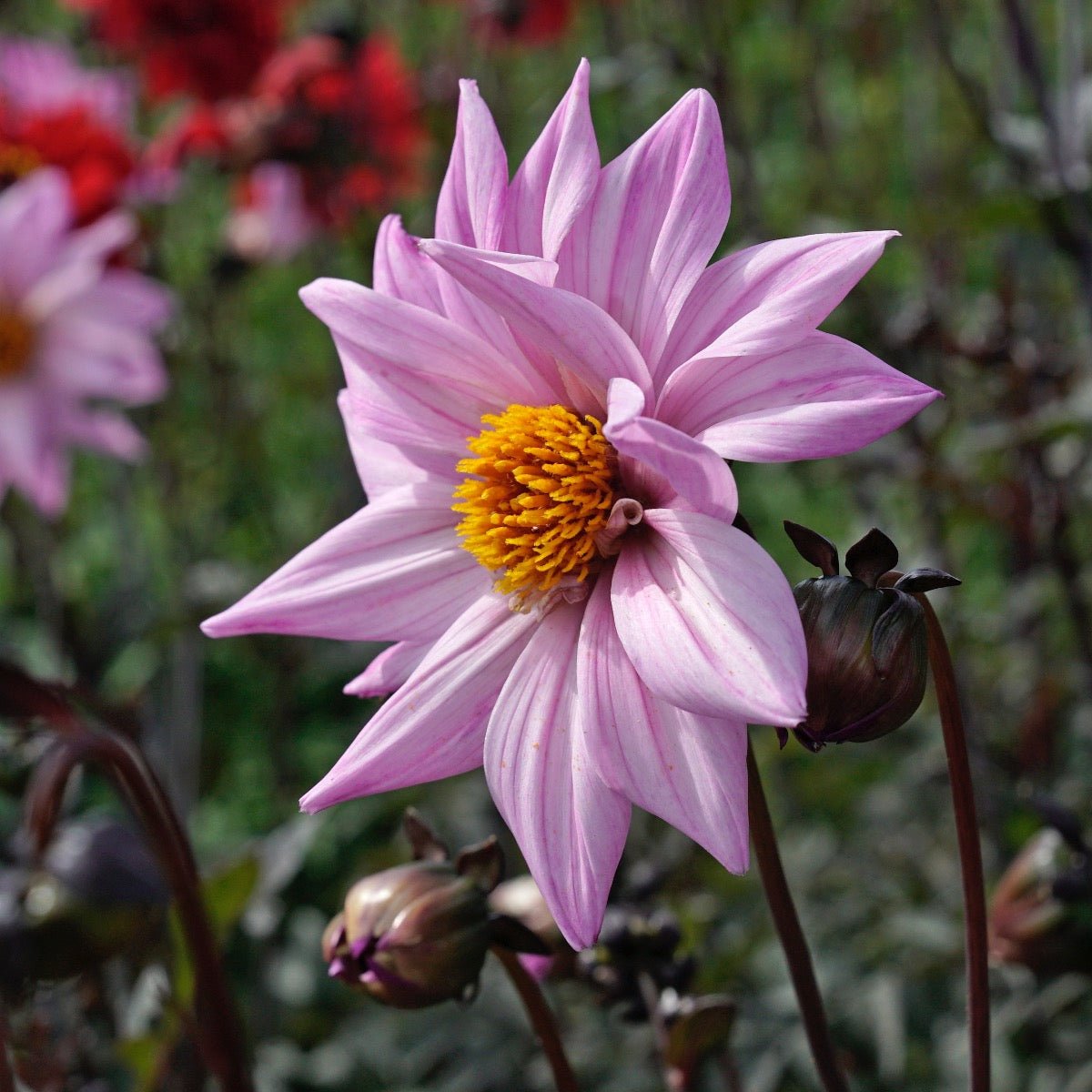 Dahlia Bishop of Leicester - lila dahlia - Fluwel