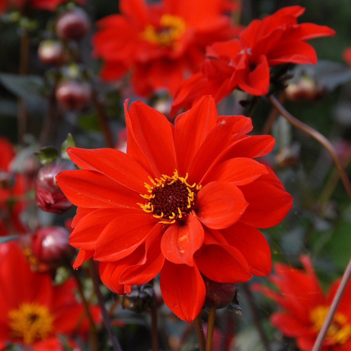 Dahlia Bishop of Llandaff - rode dahlia - Fluwel