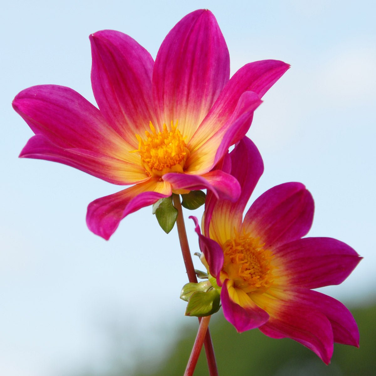 Dahlia Bright Eyes - paarse dahlia - Fluwel