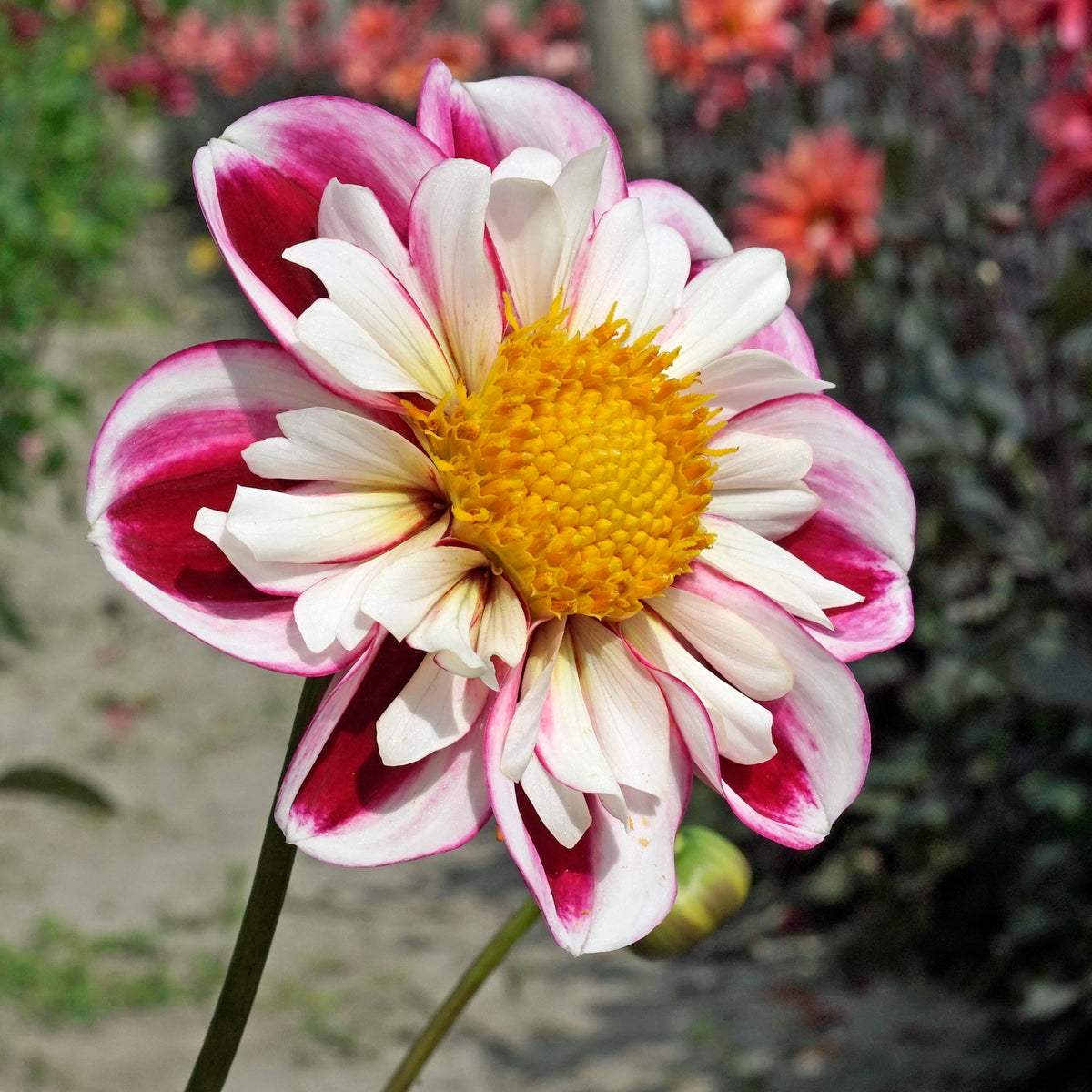 Dahlia Bumble Rumble - meerkleurige dahlia - Fluwel
