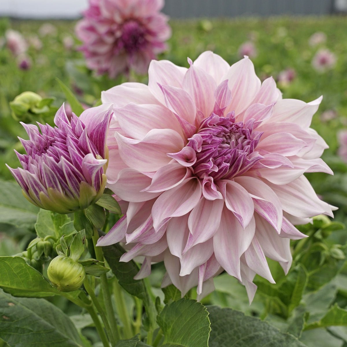 Dahlia Café au Lait Royal - roze dahlia - Fluwel