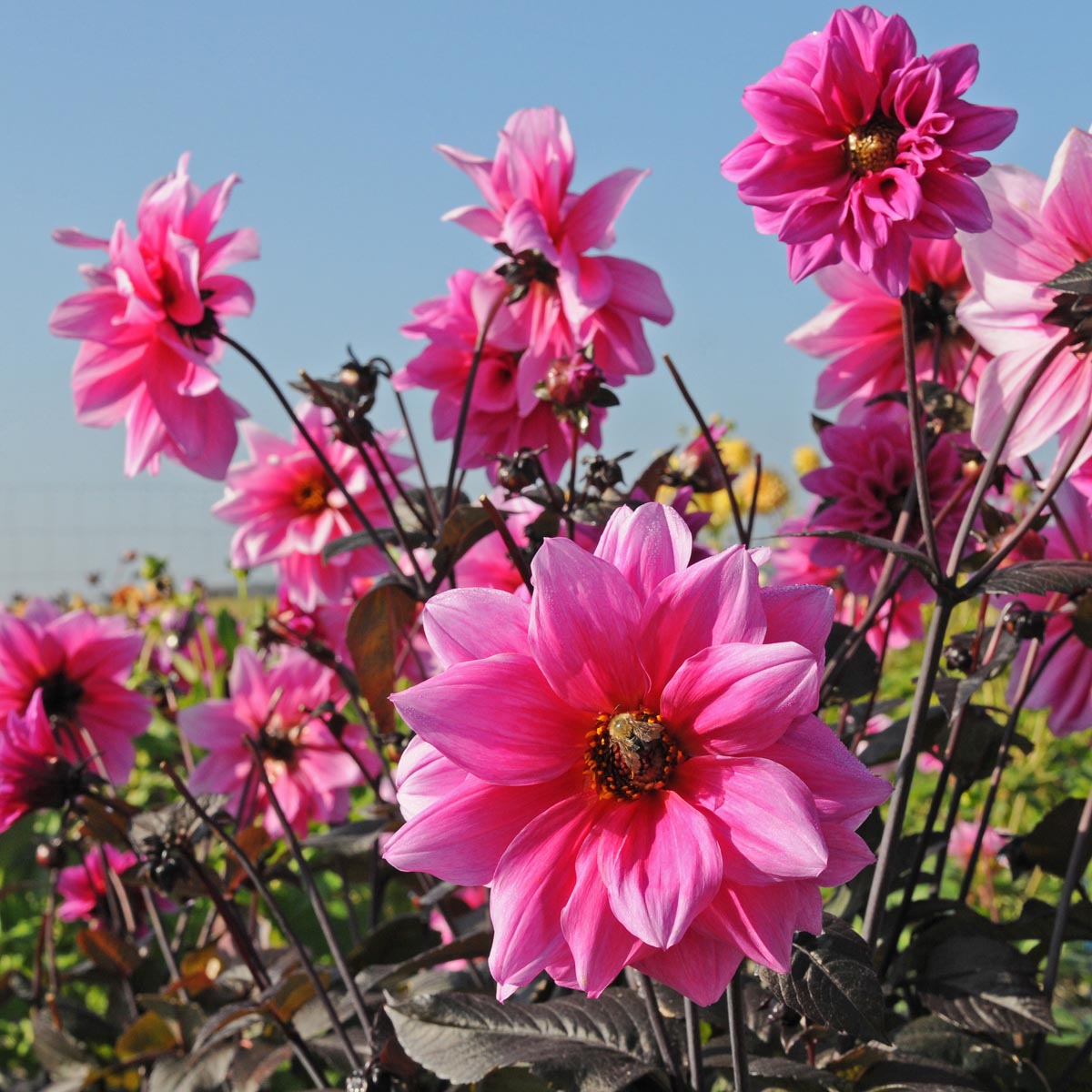 Dahlia Fascination - Dahlias - Fluwel