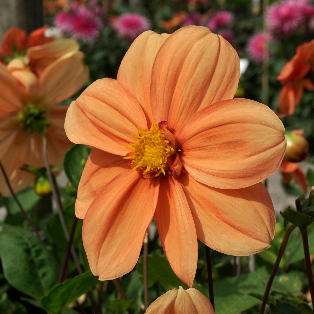 Dahlia G.F. Hemerik - Dahlias - Fluwel