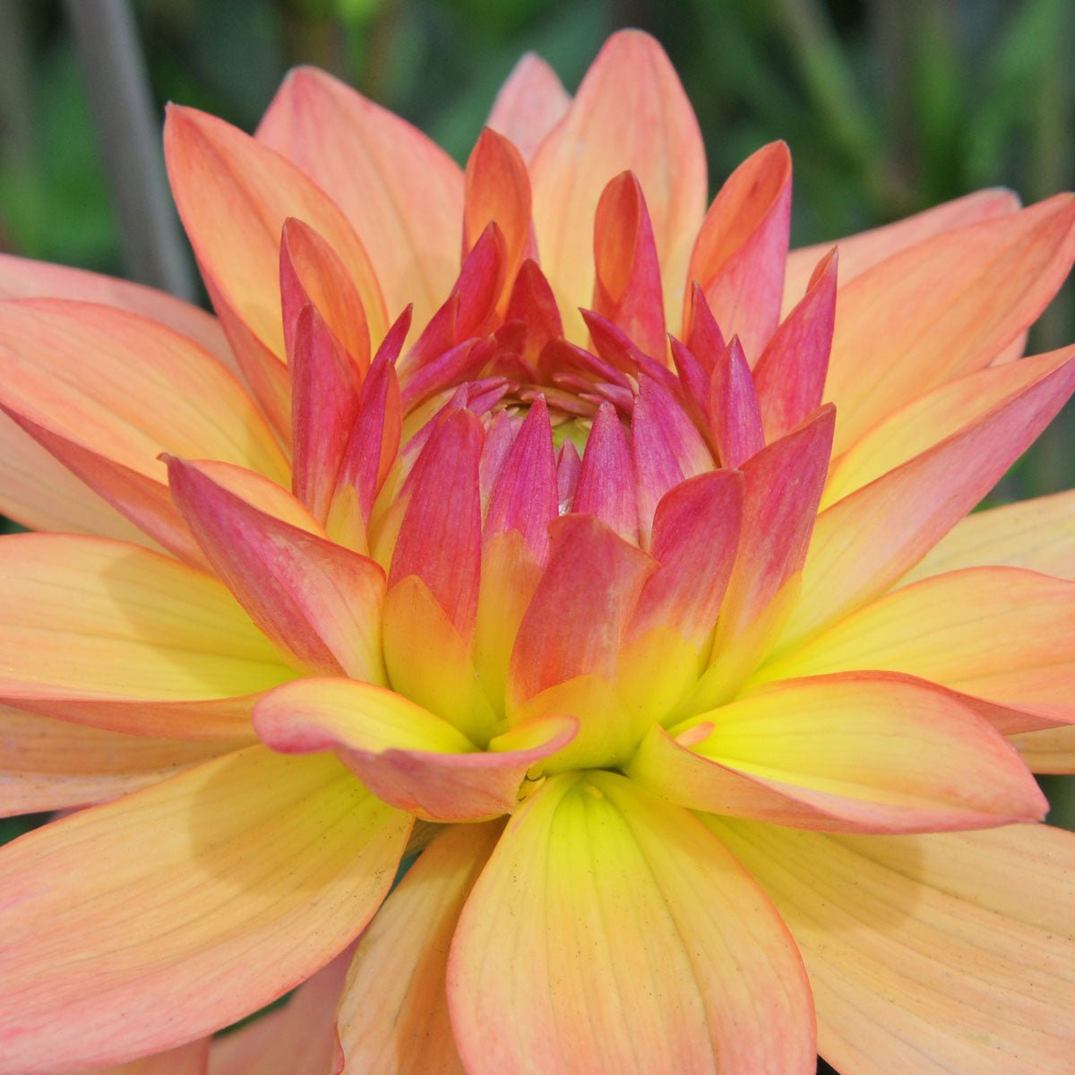 Dahlia Melody Dora - Dahlias - Fluwel