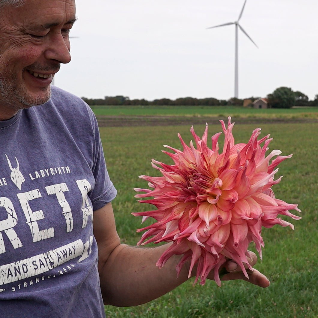 Dahlia Penhill Dark Monarch - Dahlias - Fluwel