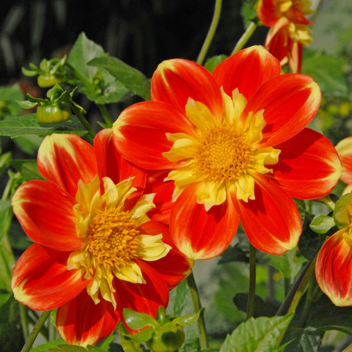 Dahlia Pooh - Dahlias - Fluwel