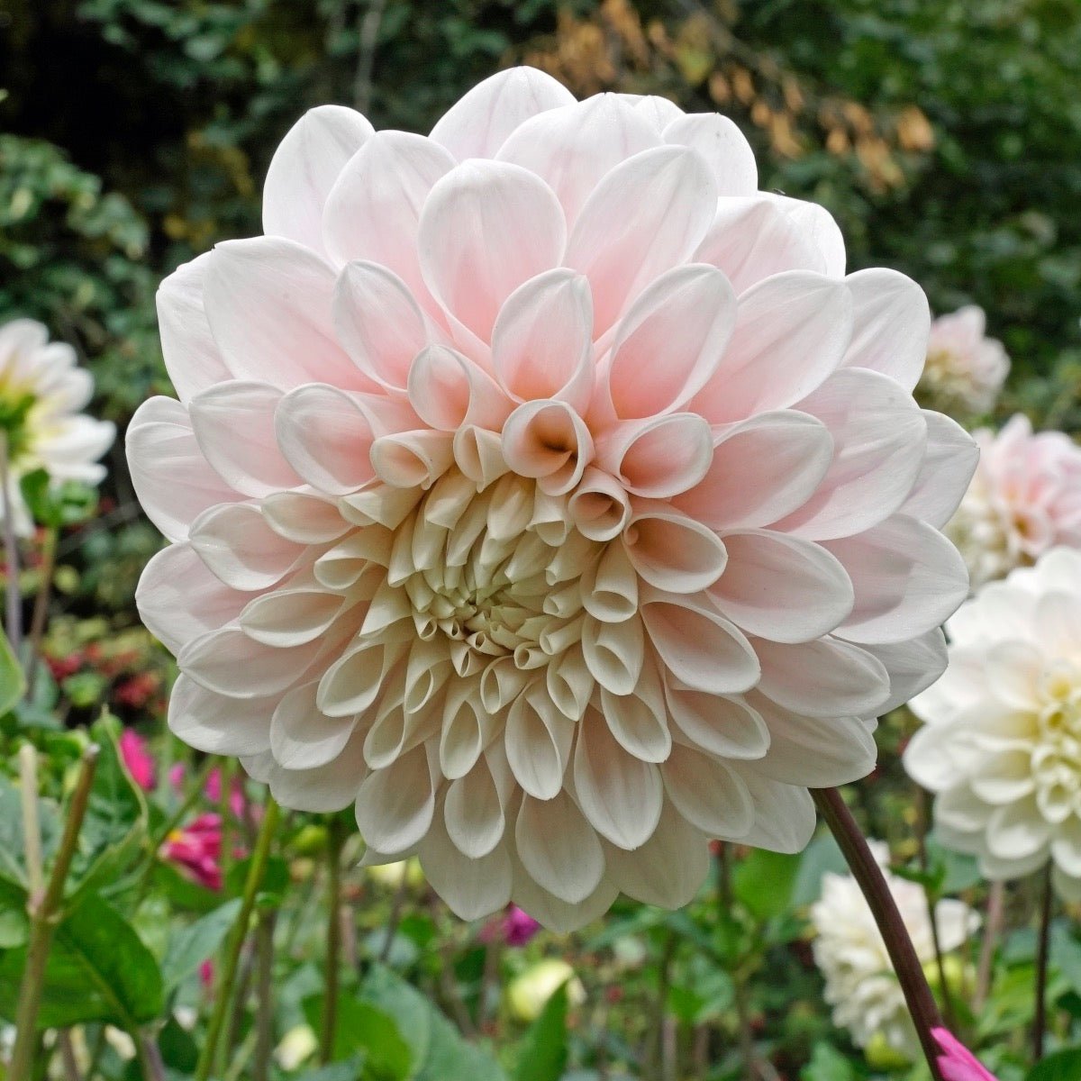 Dahlia Sweet Nathalie - roze dahlia - Fluwel