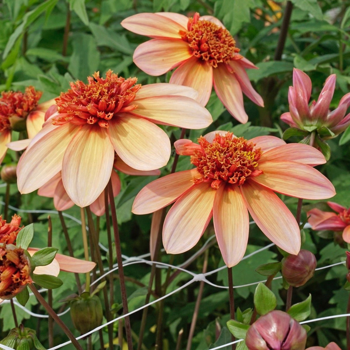 dahlia totally tangerine seeds Buy Dahlia 'Totally Tangerine' tubers