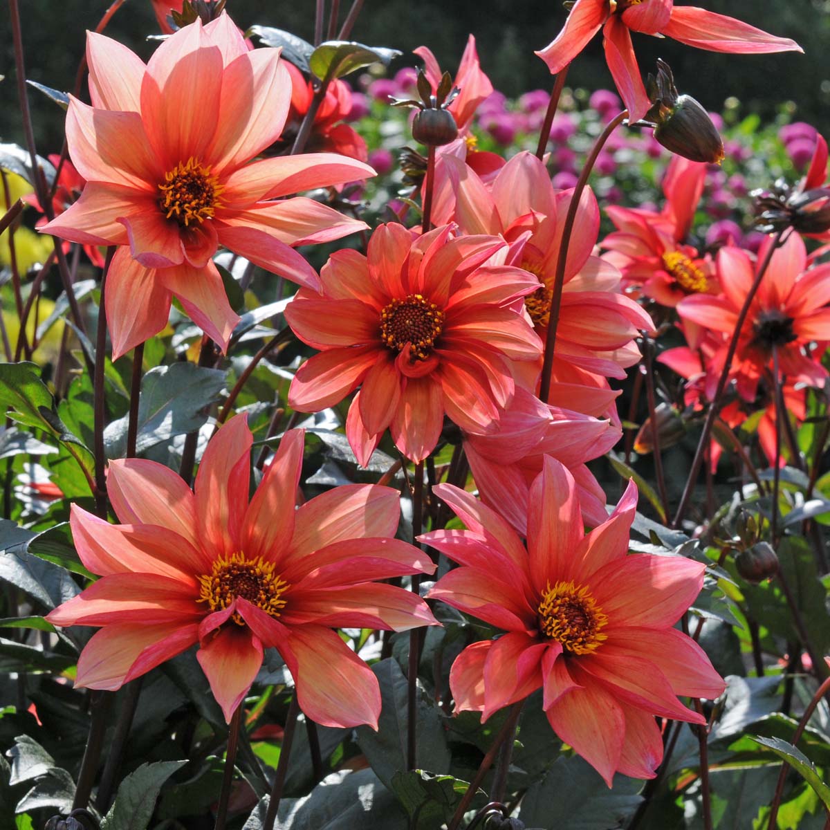 Dahlia Waltzing Mathilda - Dahlias - Fluwel