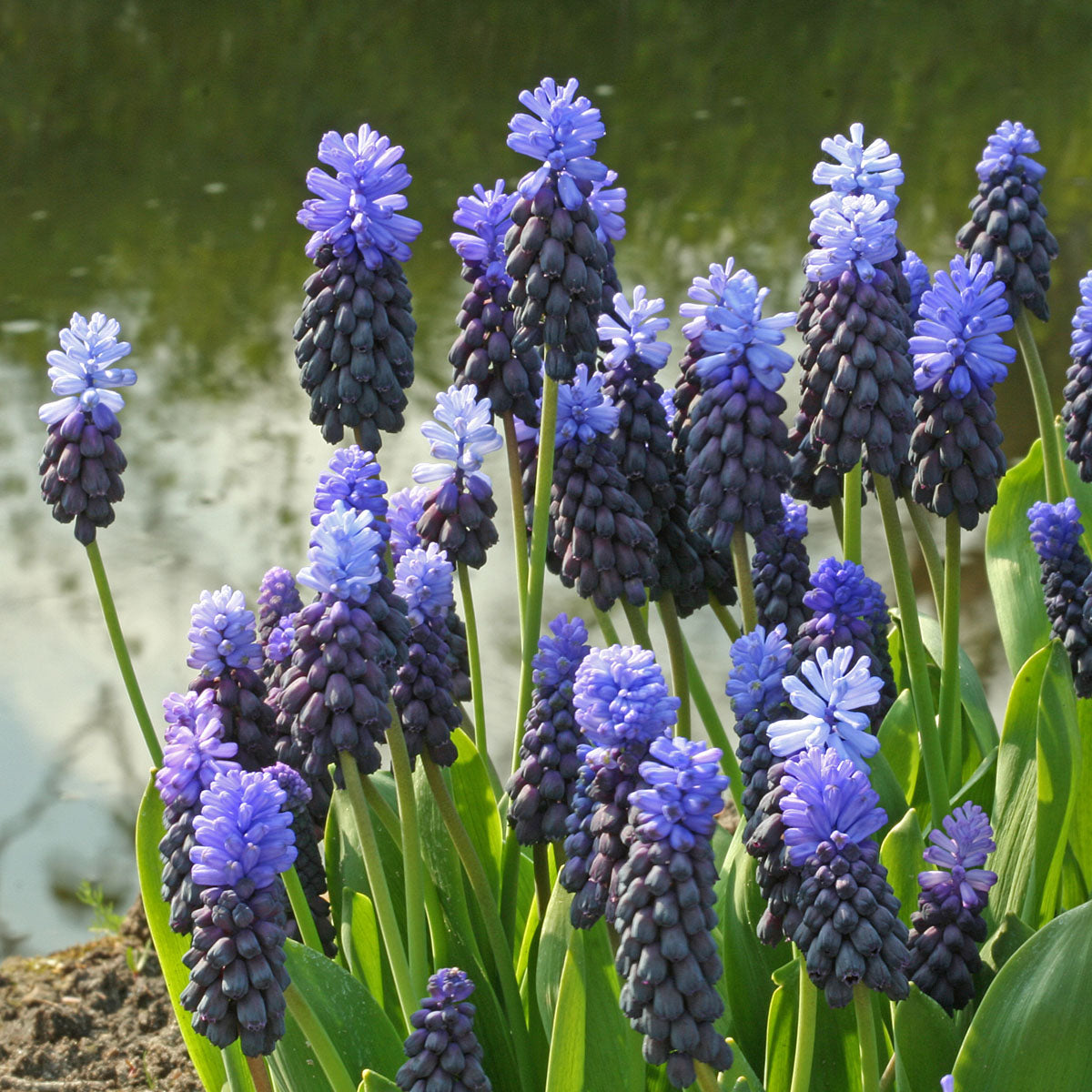 Muscari latifolium