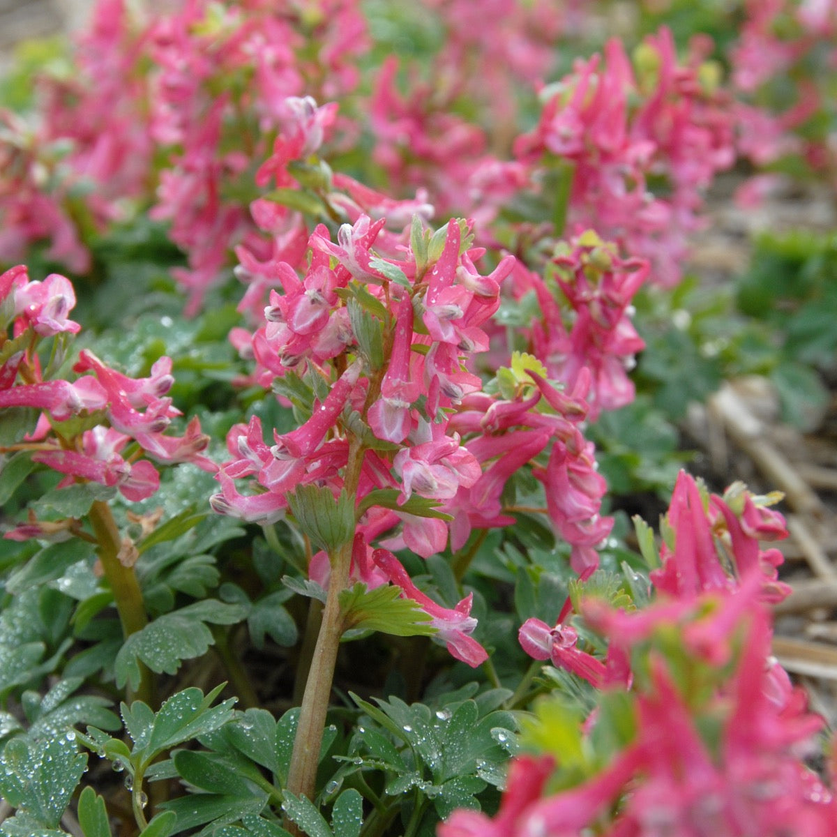 Corydalis solida Beth Evans