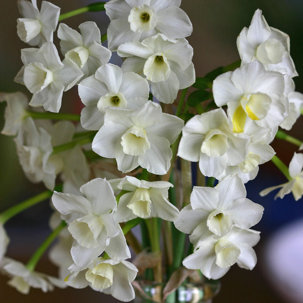 Desert Bells