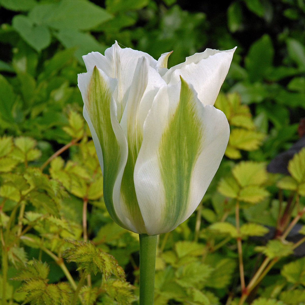 Tulip Spring Green | Koop Tulpenbollen online bij Fluwel