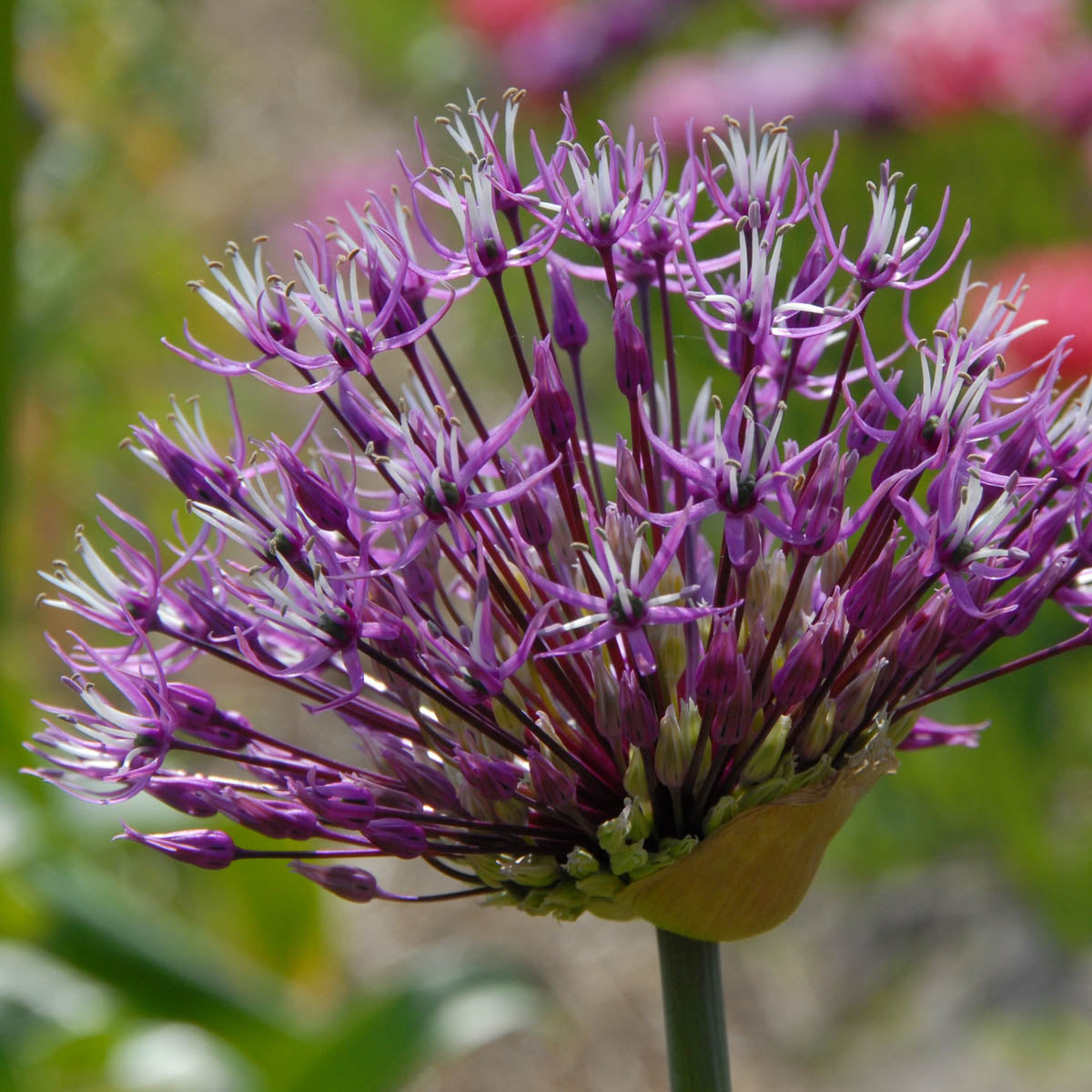 Allium Red Mohican