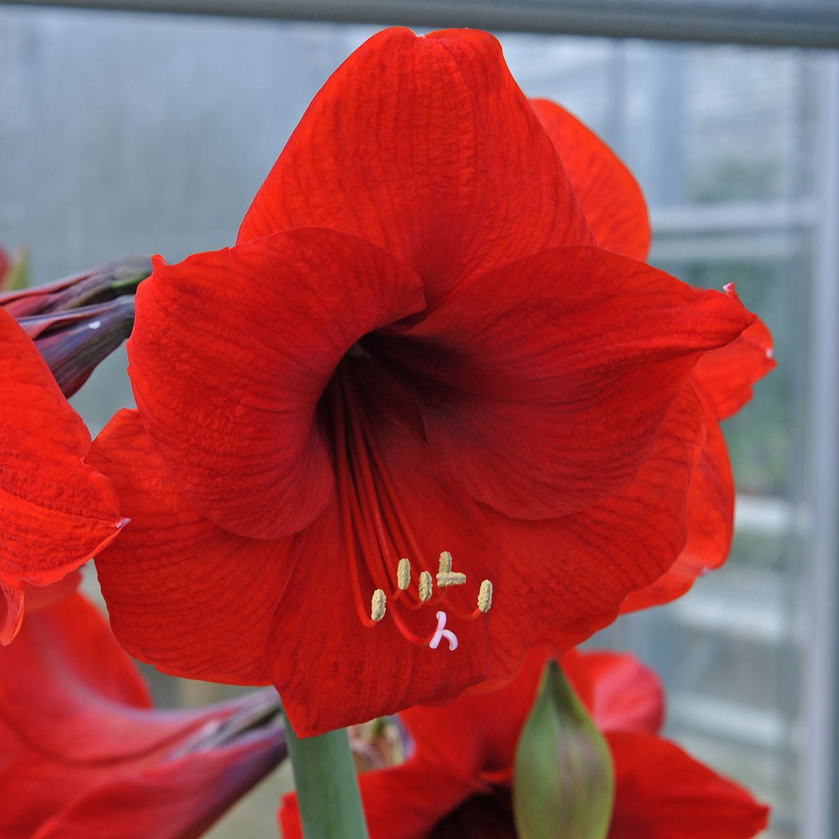 Amaryllis Red Lion - rode amaryllis - Fluwel