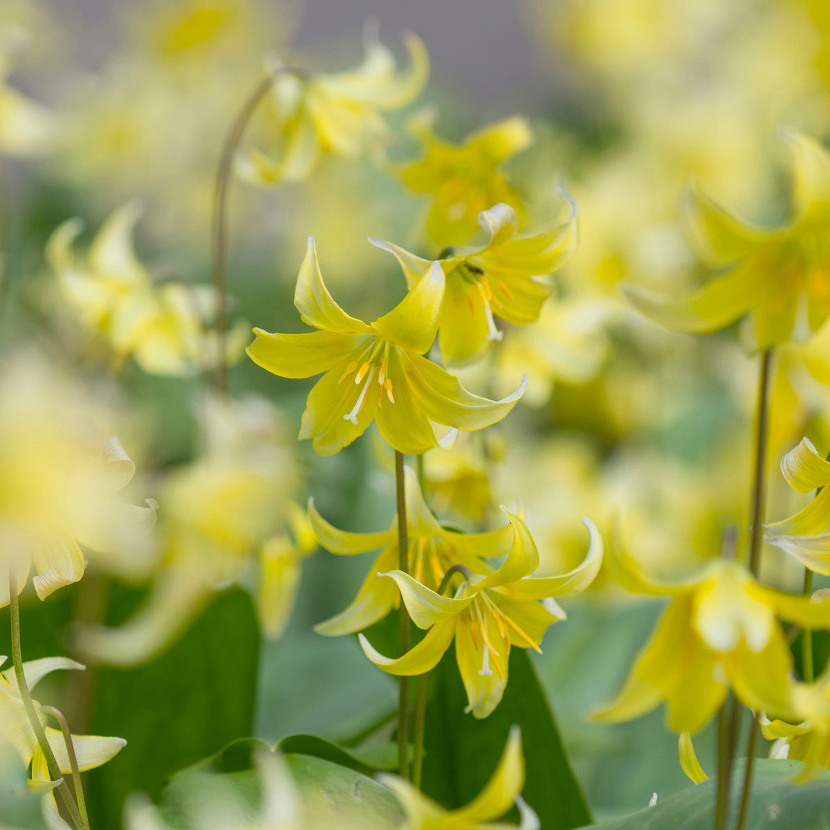Erythronium Pagoda