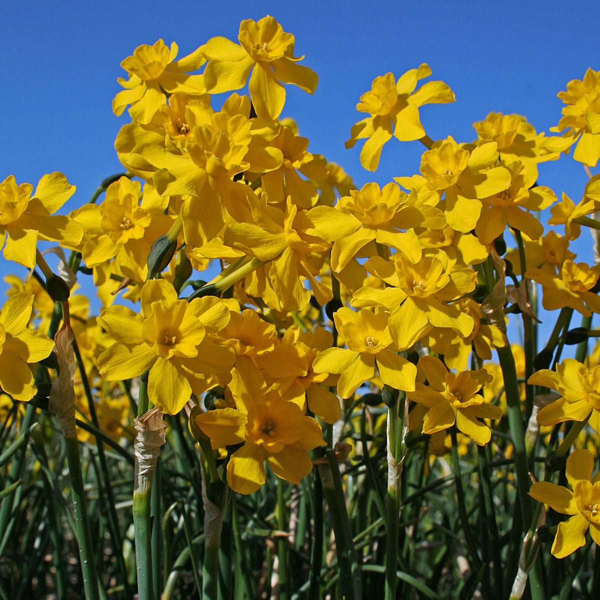 Diego - Narcissus - Fluwel