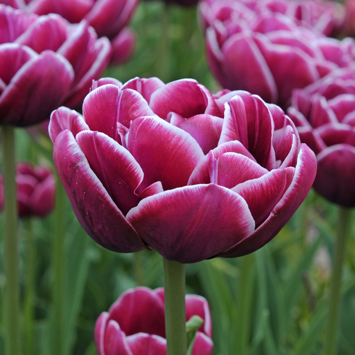 Dream Touch - Tulips - Fluwel