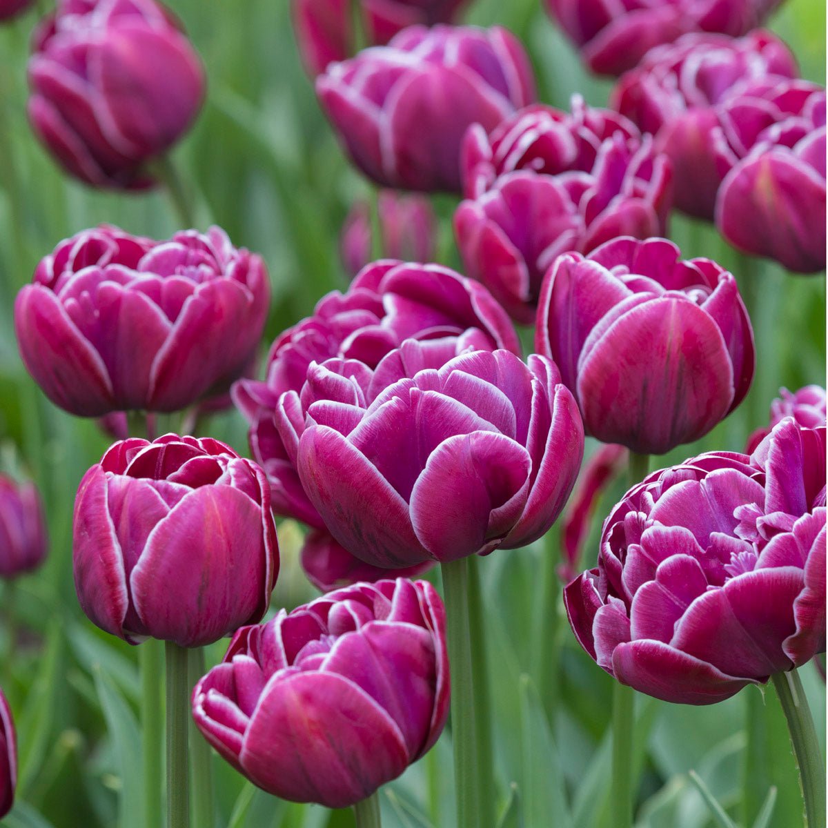 Dream Touch - Tulips - Fluwel