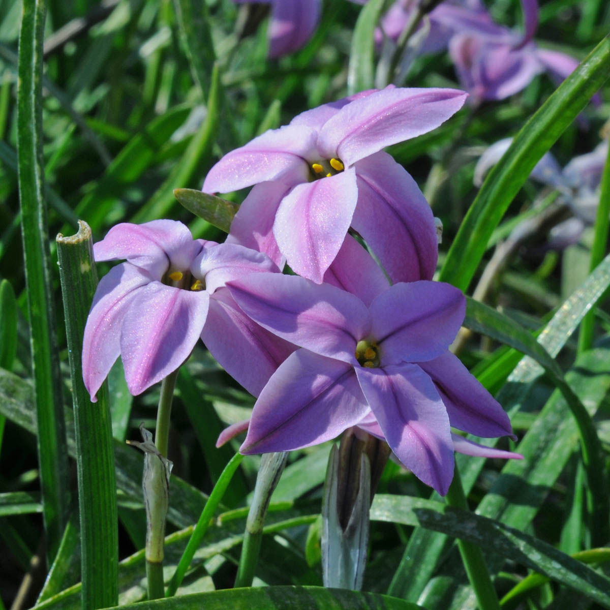 Ipheion uniflorum Charlotte Bishop