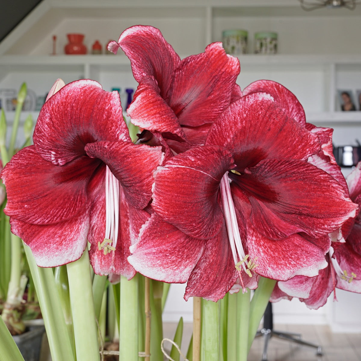 Amaryllis Daphne