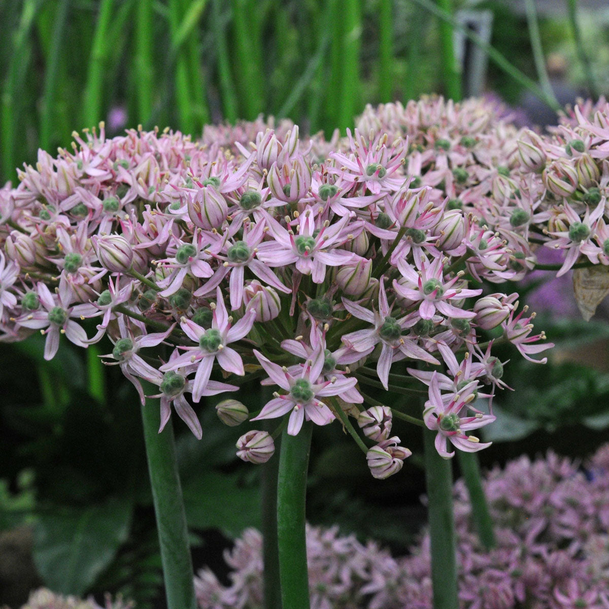 Allium Pink Jewel