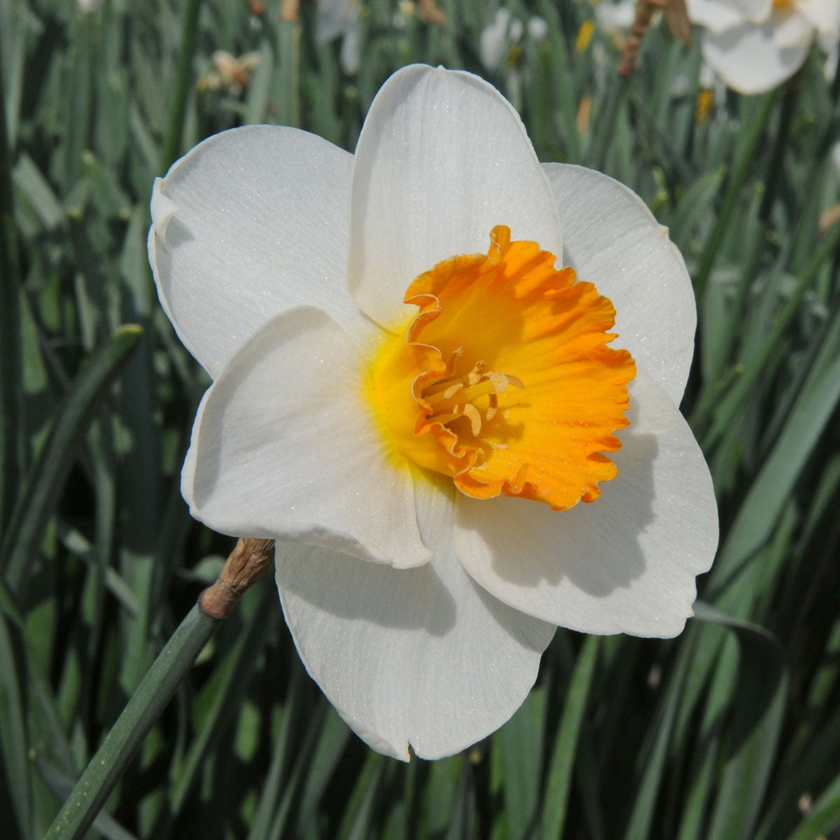 Narcissus April Queen