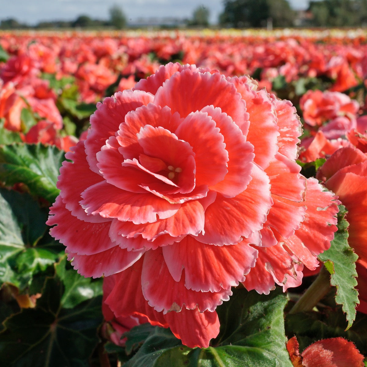 Begonia Lace Picotee Pink