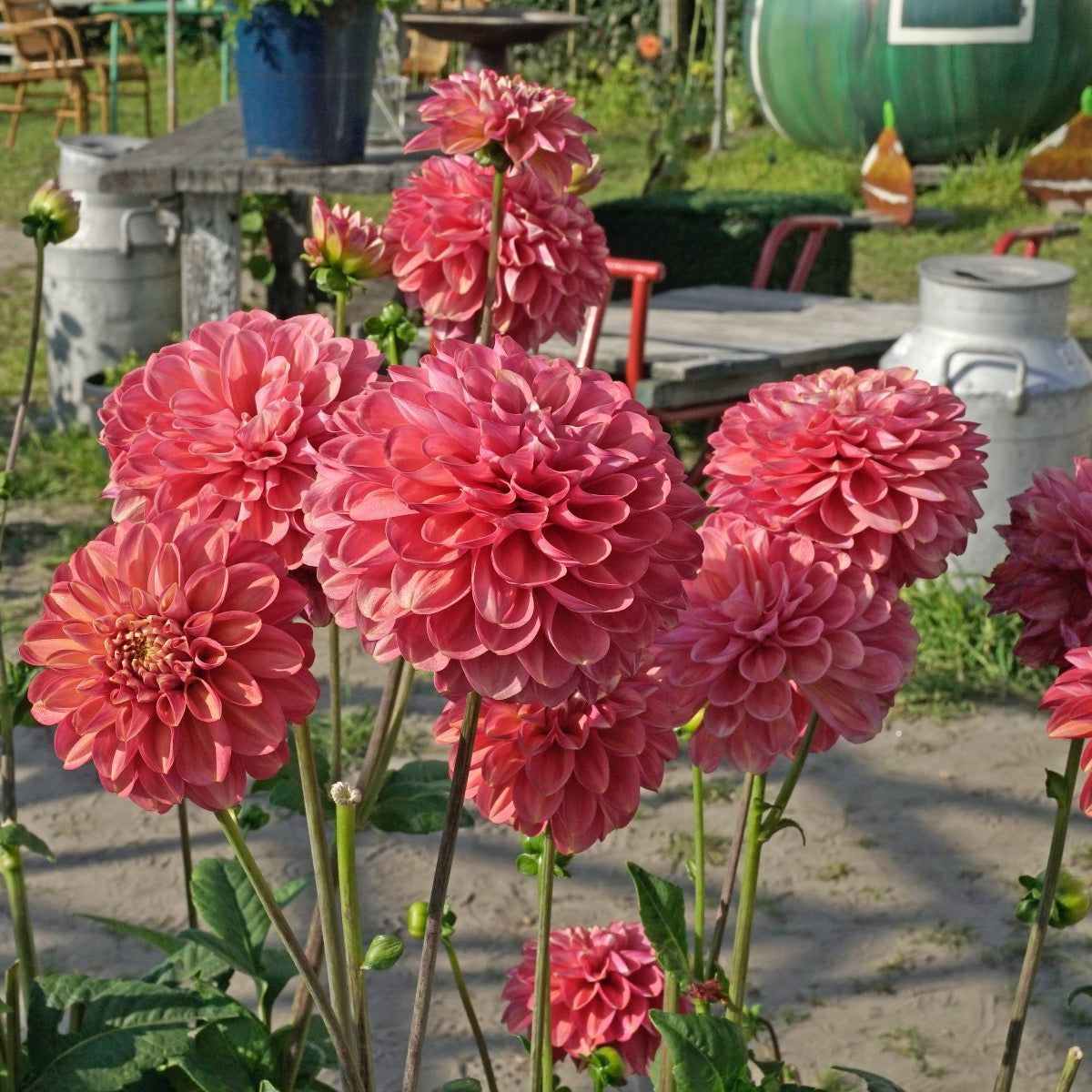 Dahlia Milena Fleur