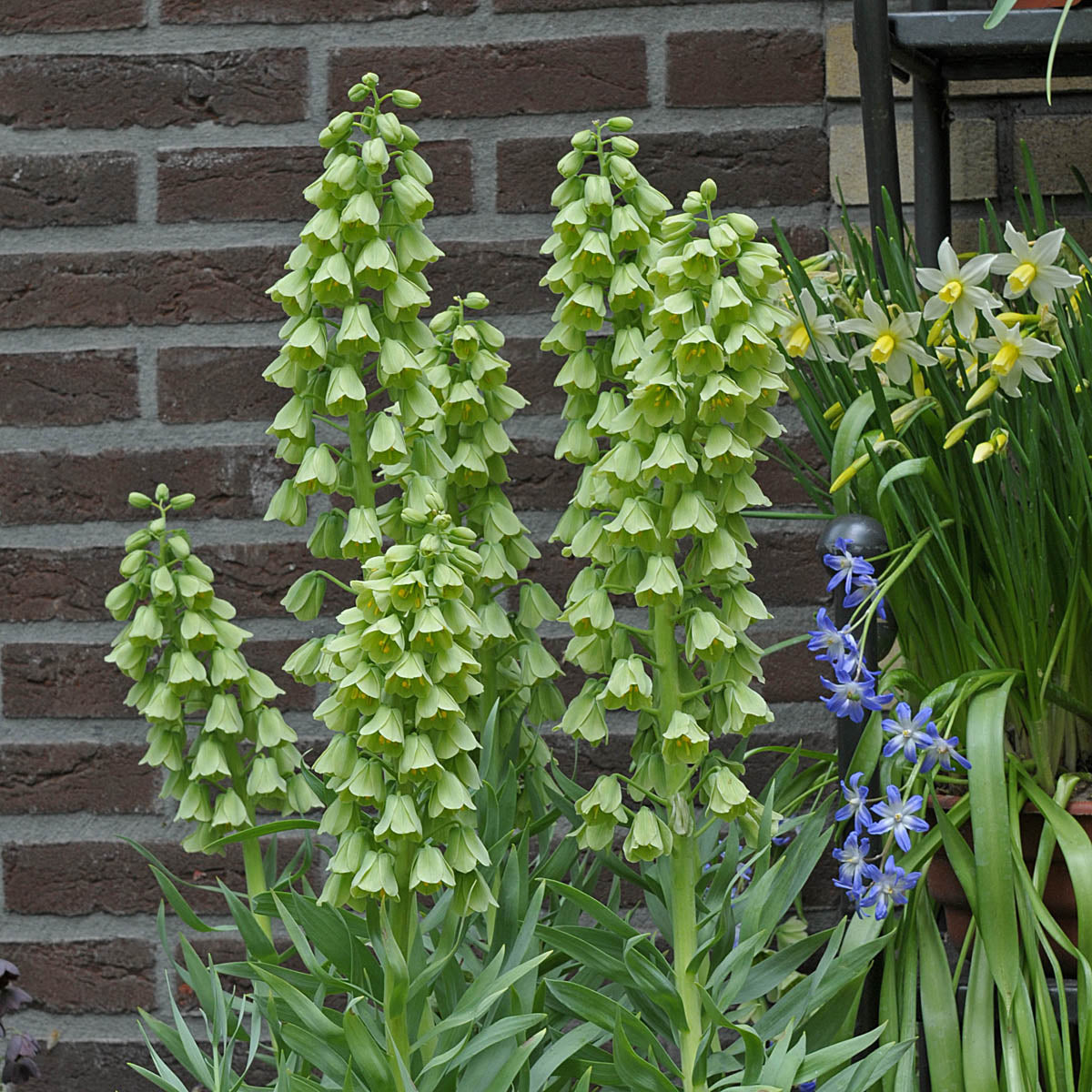 Fritillaria persica Ivory Bells