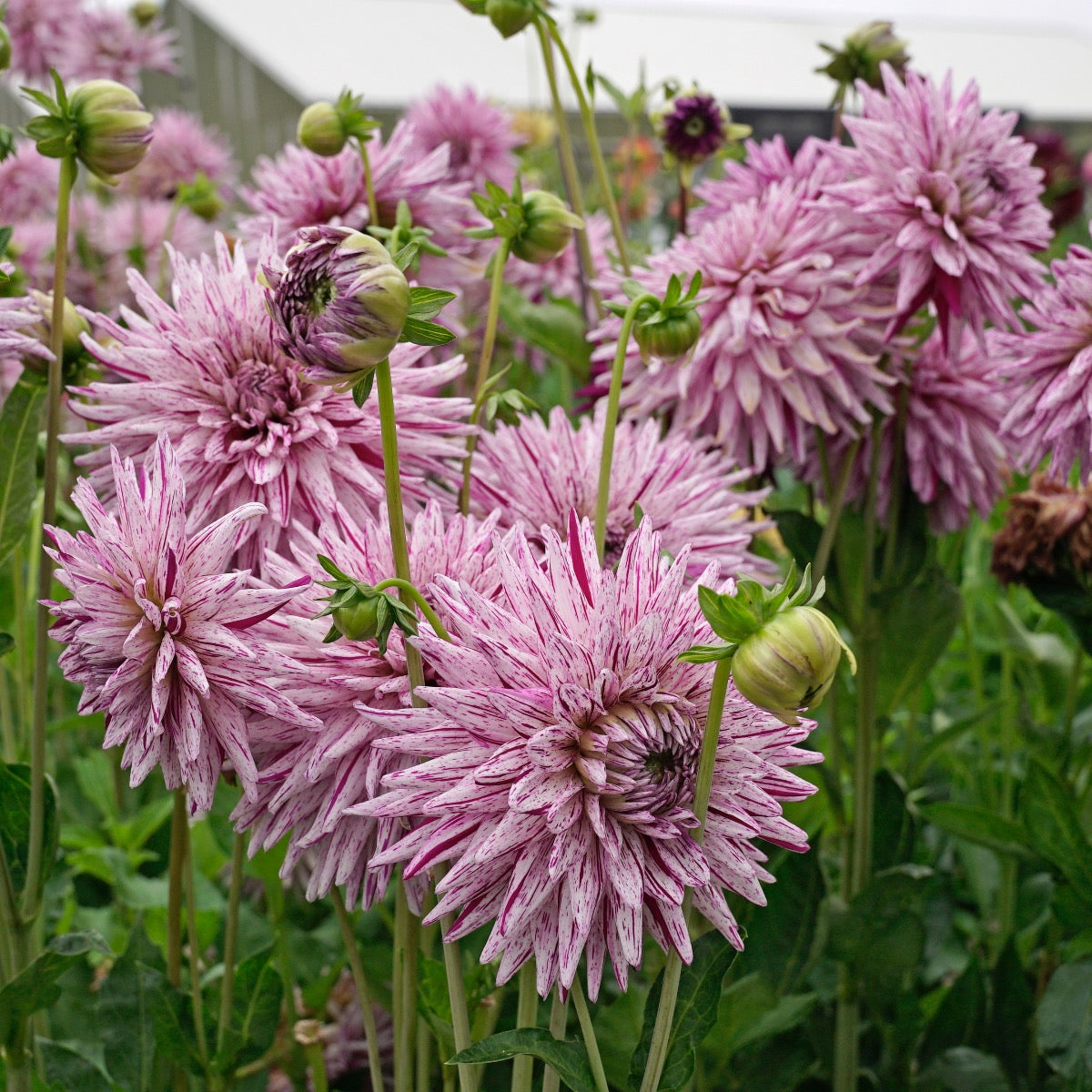 Dahlia Hy Trio