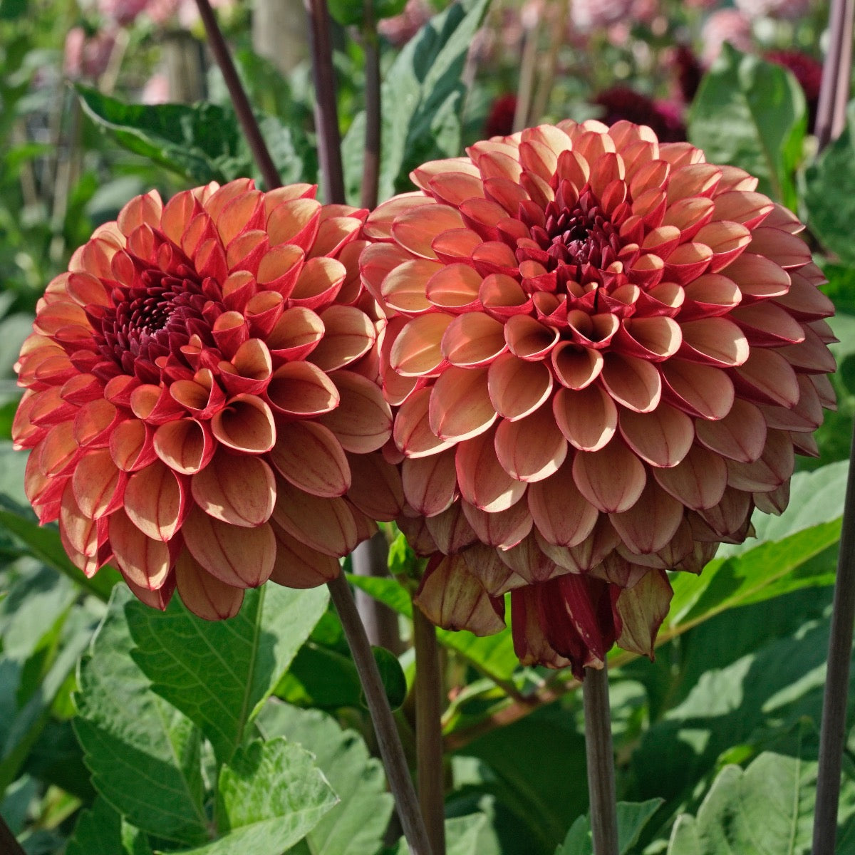 Dahlia High Fidelity