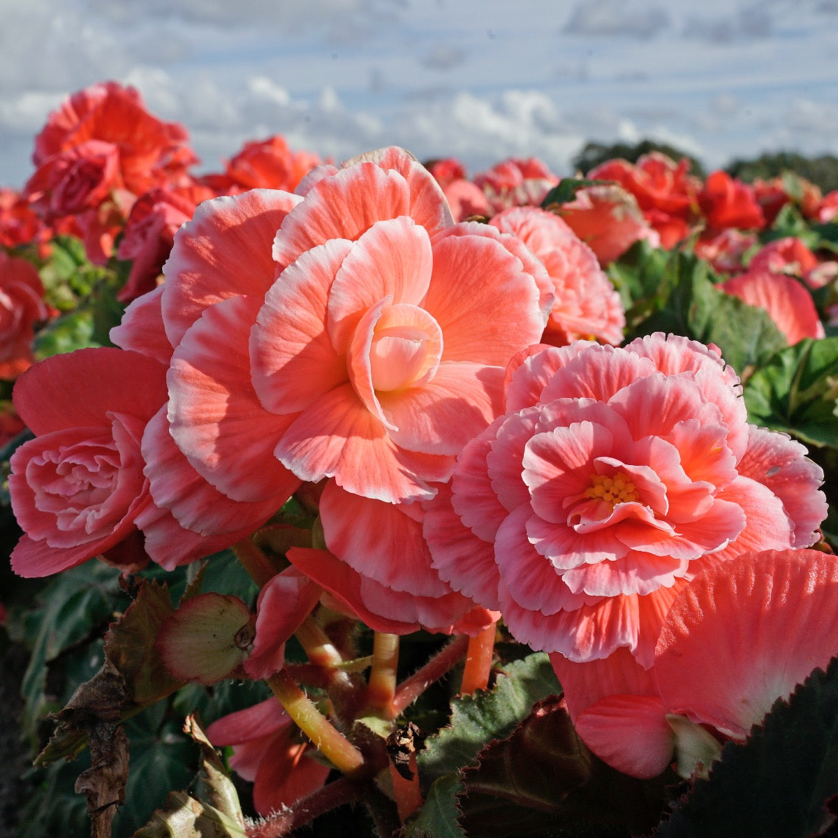 Begonia Lace Picotee Pink