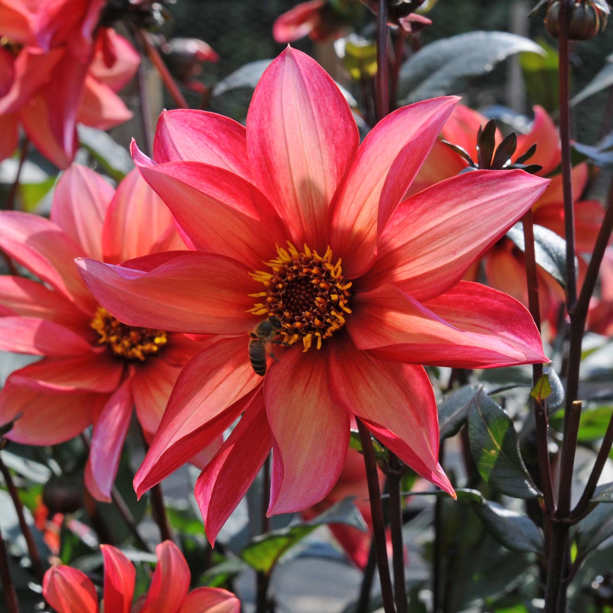 Dahlia Waltzing Mathilda